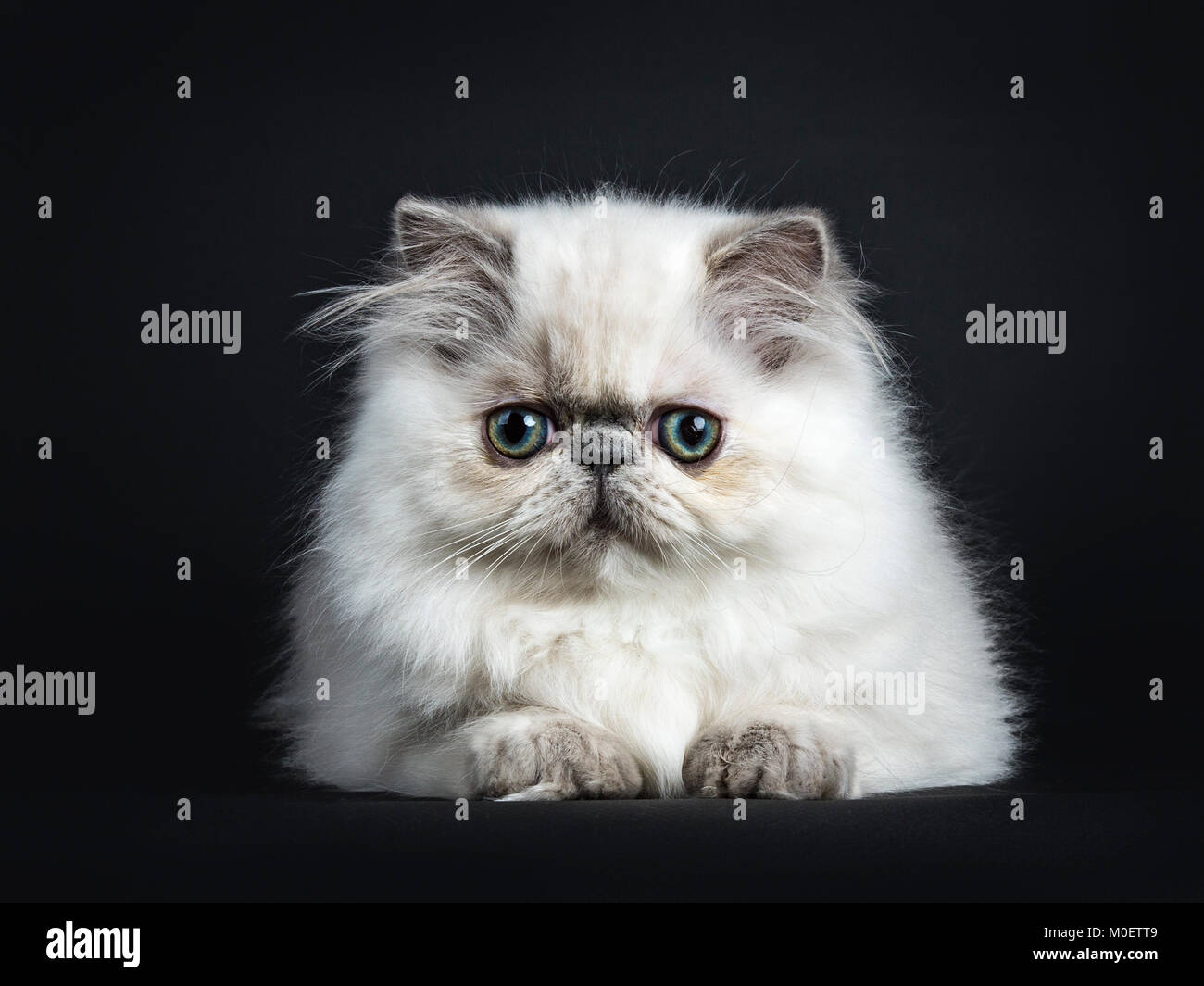 Il persiano longhair cat / gattini che stabilisce isolati su sfondo nero guardando dritto Foto Stock