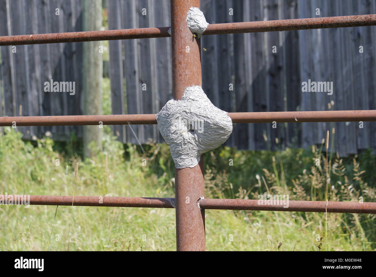 Nido di vespe costruito su un pannello di corral Foto Stock