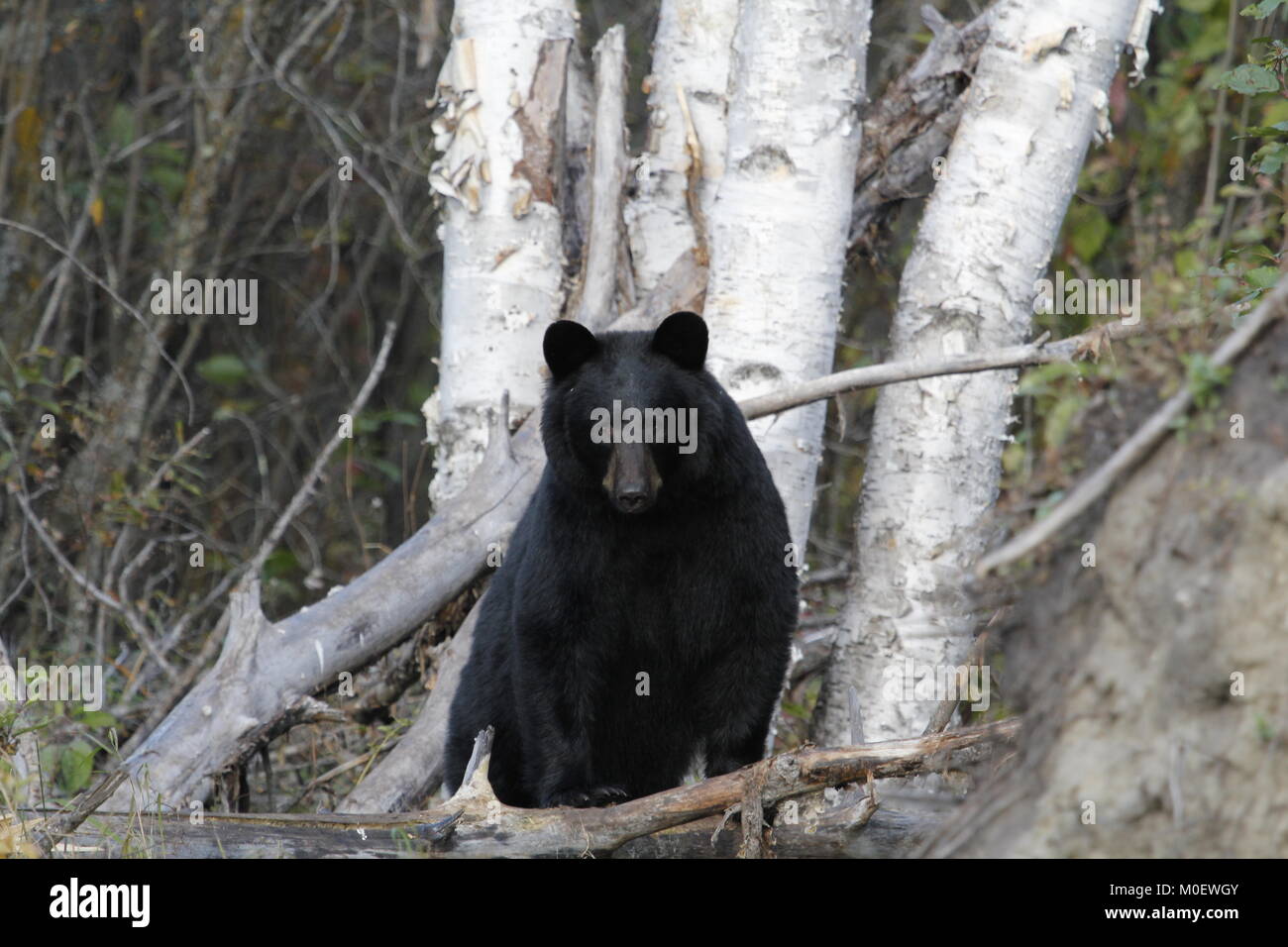 Nero puro orso selvatico in piedi di fronte ad alberi di betulla Foto Stock