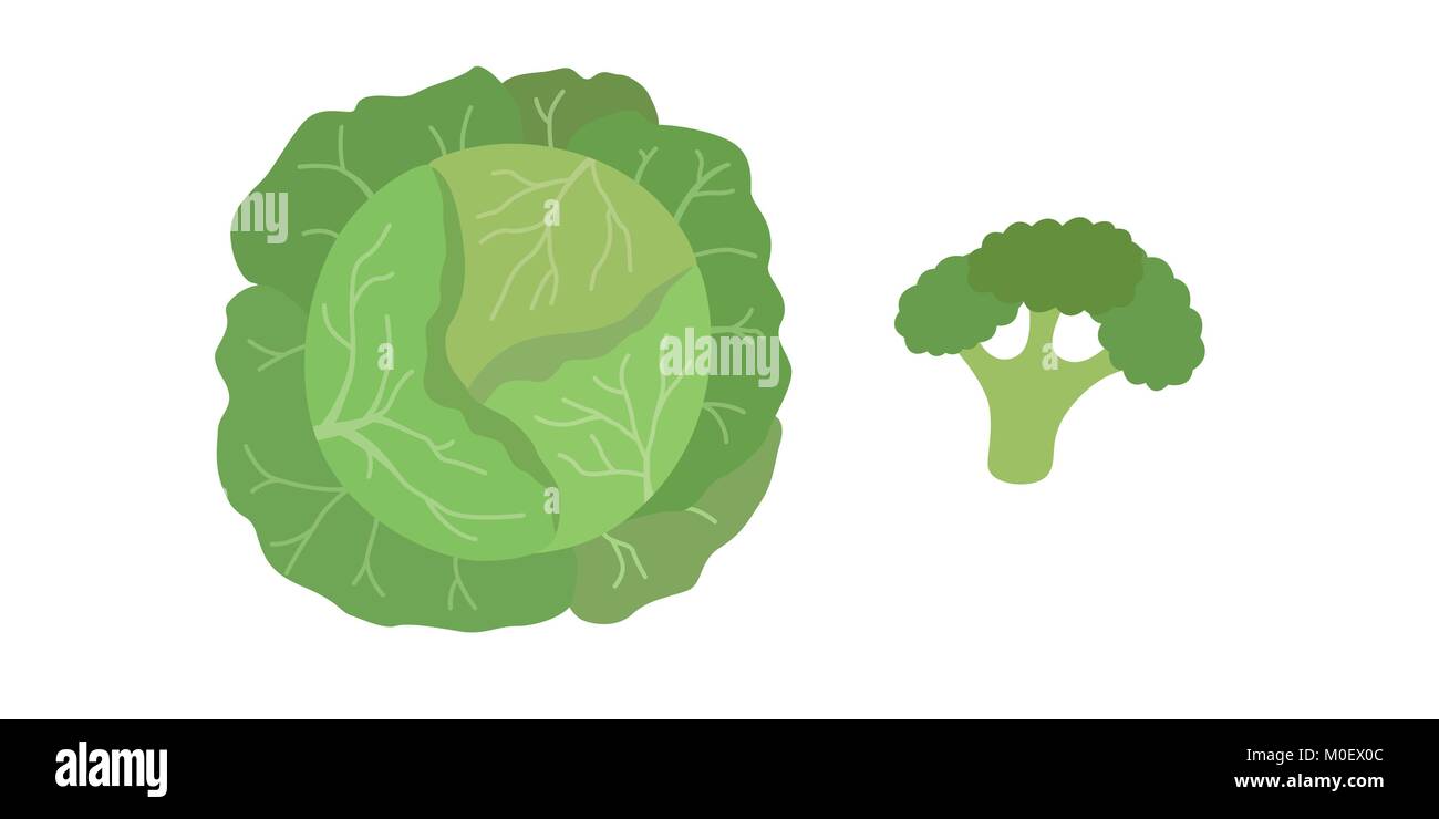 Vettore cavolo verde e broccoli Illustrazione Vettoriale