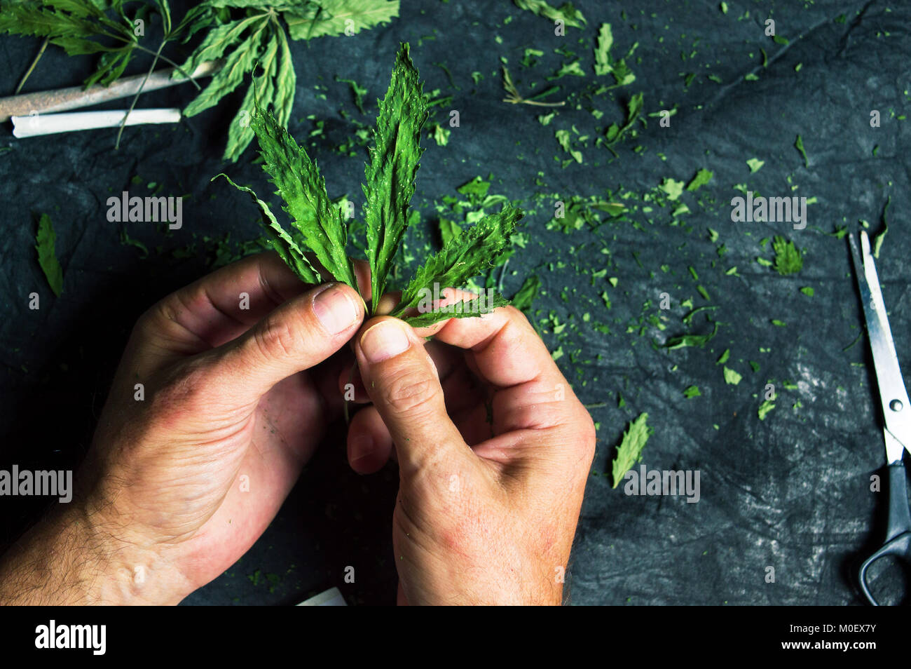 Mani secche di foglie di marijuana prospettiva in prima persona Foto Stock