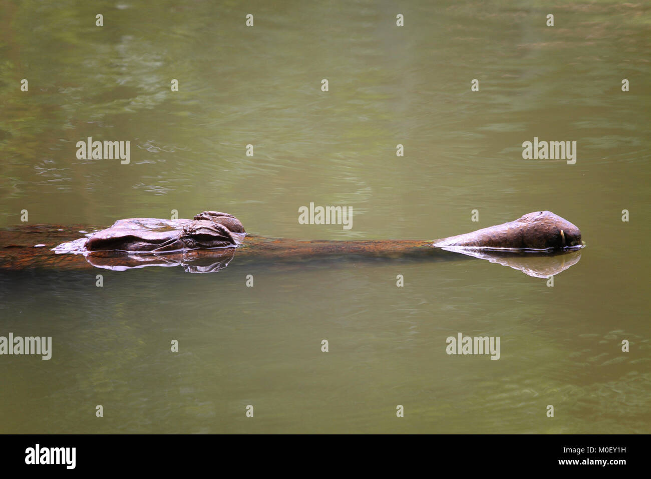 Parzialmente sommerso coccodrillo in un fiume Foto Stock