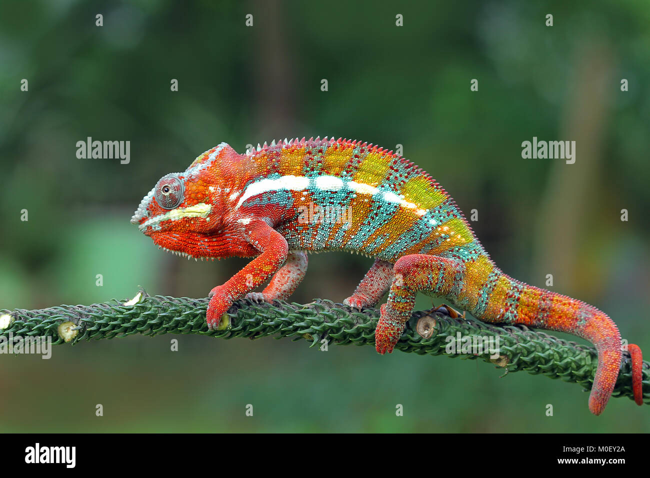 Panther Chameleon su un ramo Foto Stock