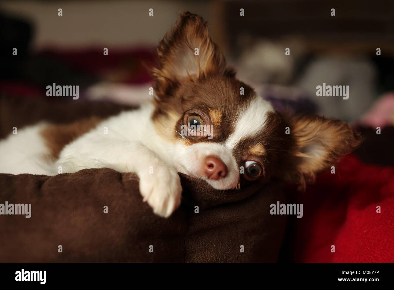 Chihuahua cane giacente su un letto di cane Foto Stock