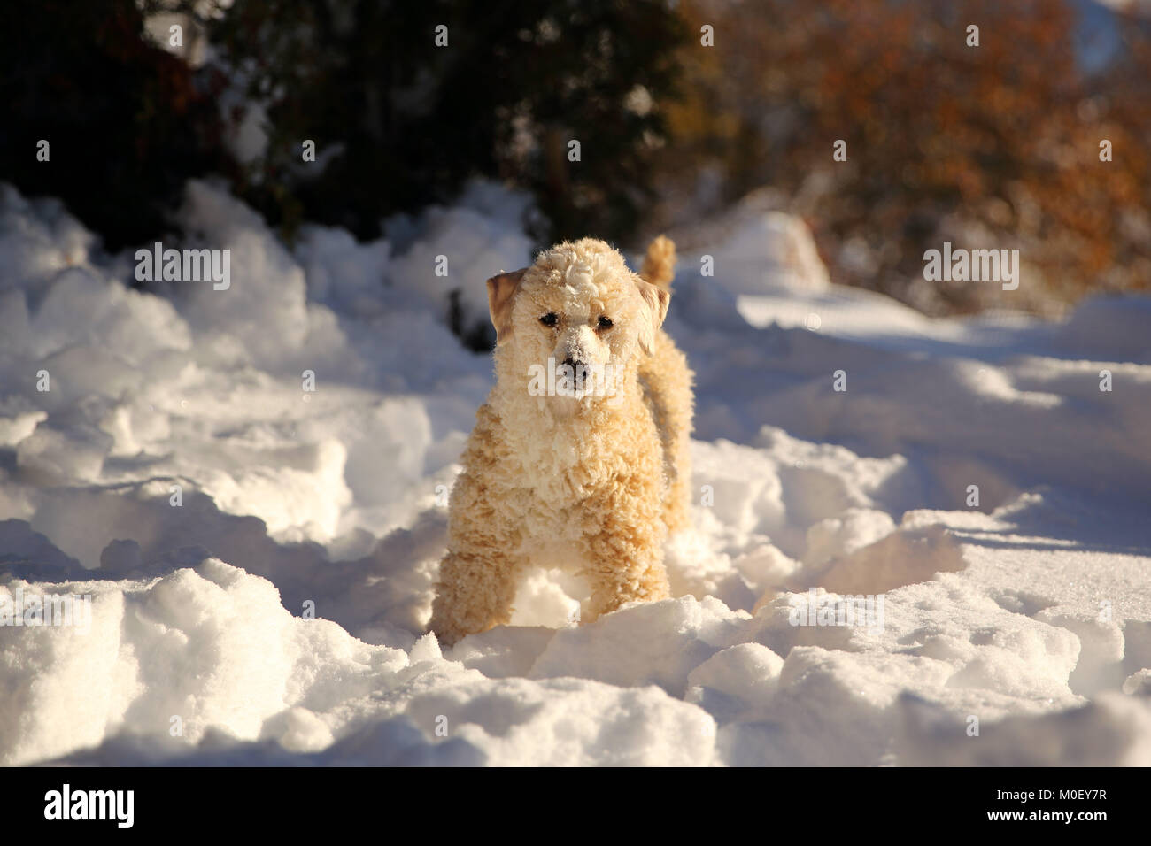 Cane barboncino in piedi nella neve Foto Stock