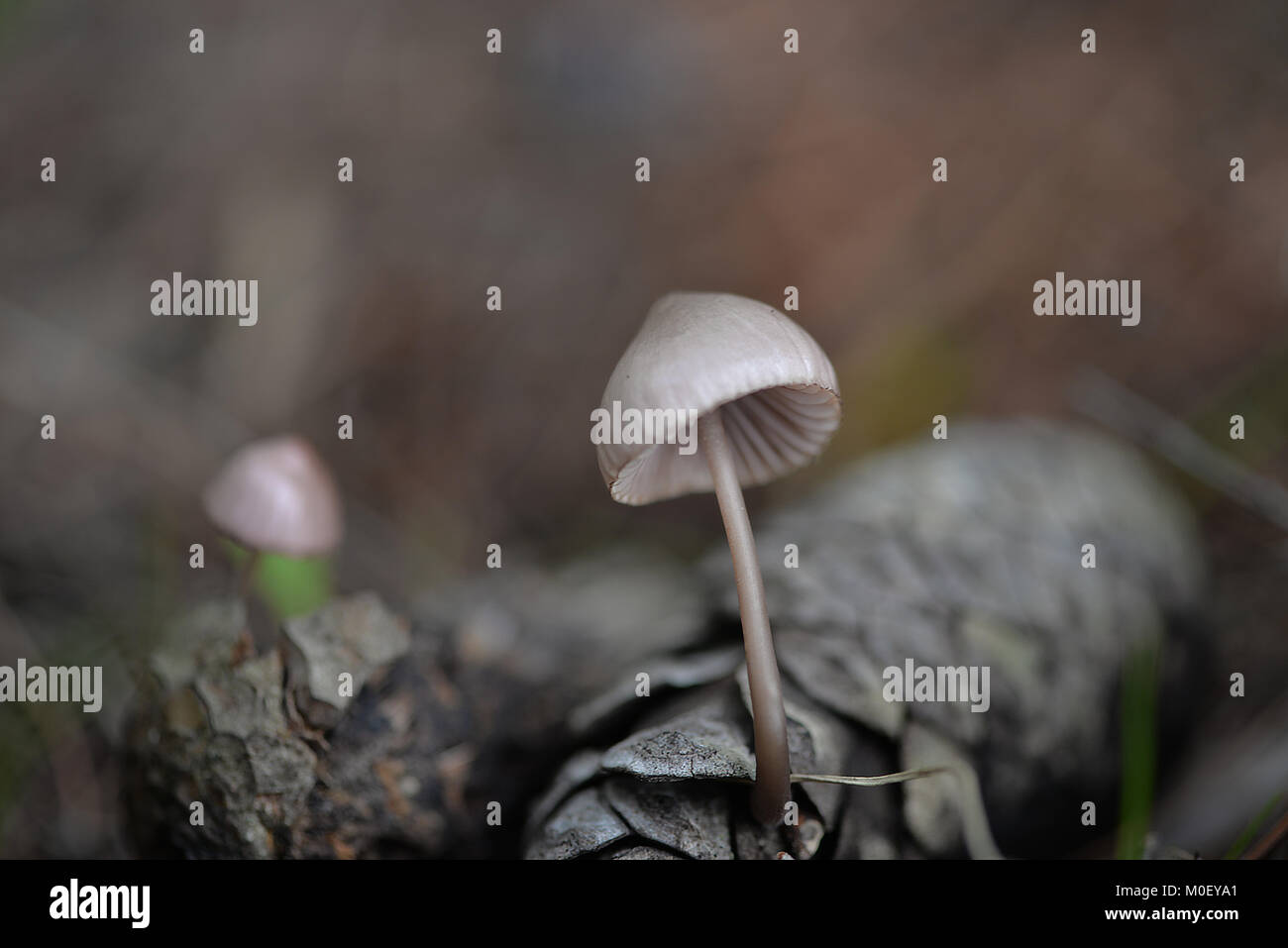 Close-up di funghi selvatici che crescono in foresta Foto Stock