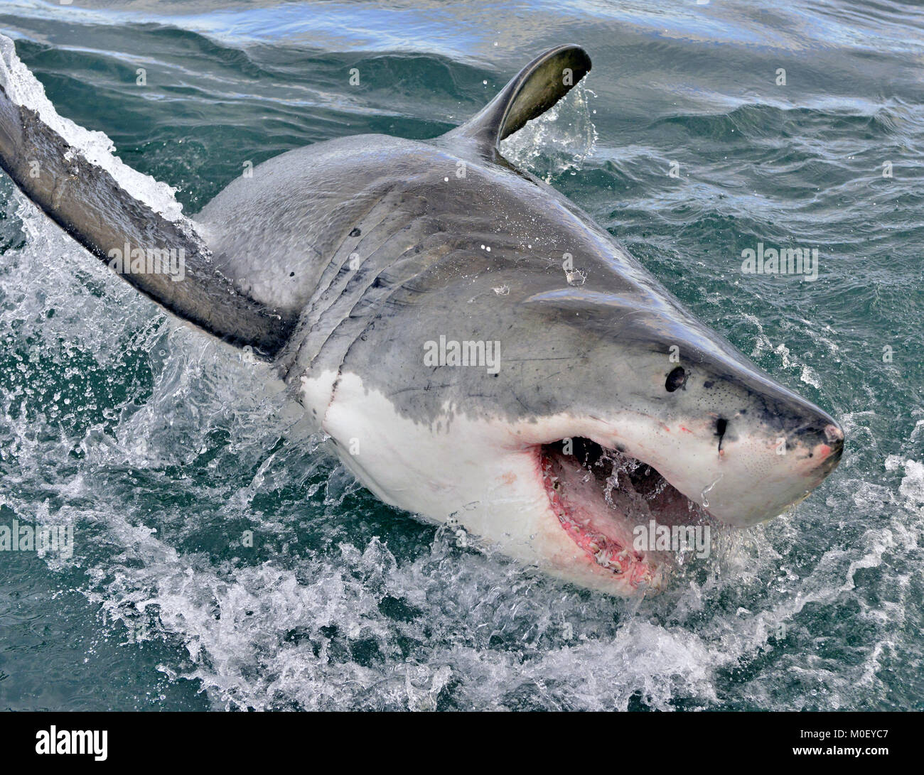 Il grande squalo bianco, Carcharodon carcharias, con la bocca aperta. False Bay, Sud Africa, Oceano Atlantico Foto Stock