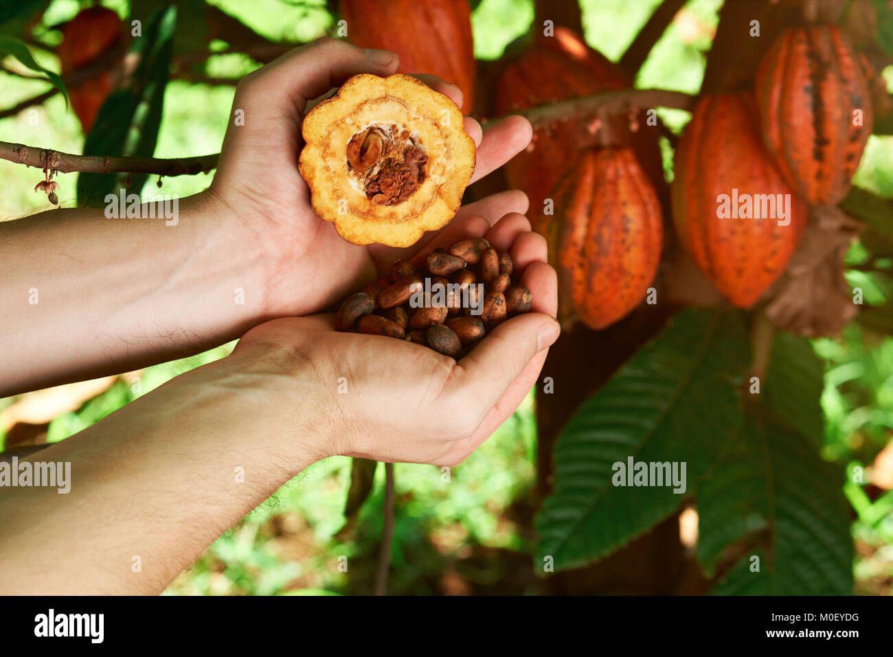 Frutto di cacao nelle mani di contadino vicino sul cacao naturale sfondo ad albero Foto Stock