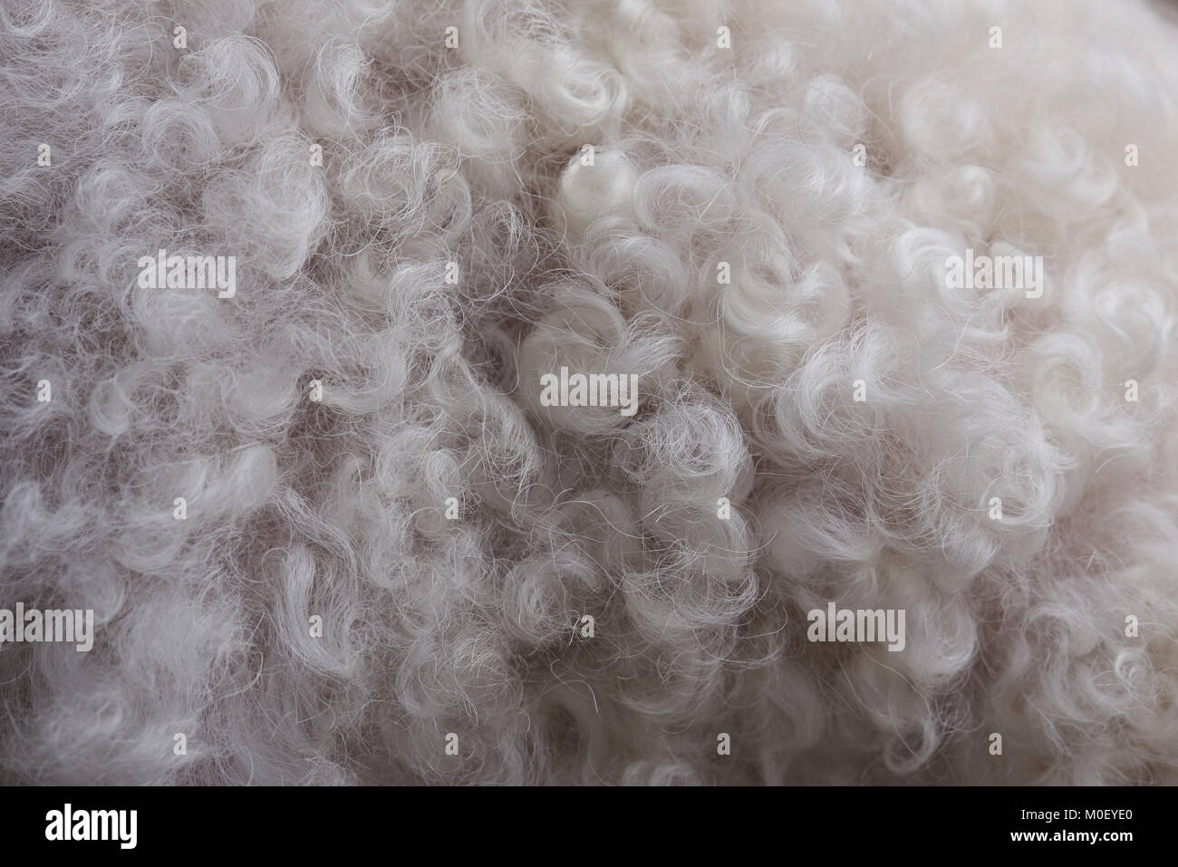 Macro di bianco ricci pelo di animali sfondo. Tessitura di lana ricci Foto Stock