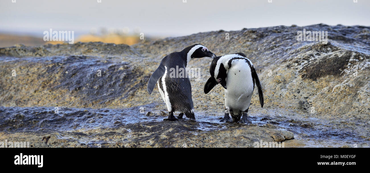 I Penguins africani in riva al mare. I Penguins africani (Spheniscus demersus) sulla Spiaggia Boulders vicino Simons Town sulla Penisola del Capo, in Sud Africa. Foto Stock