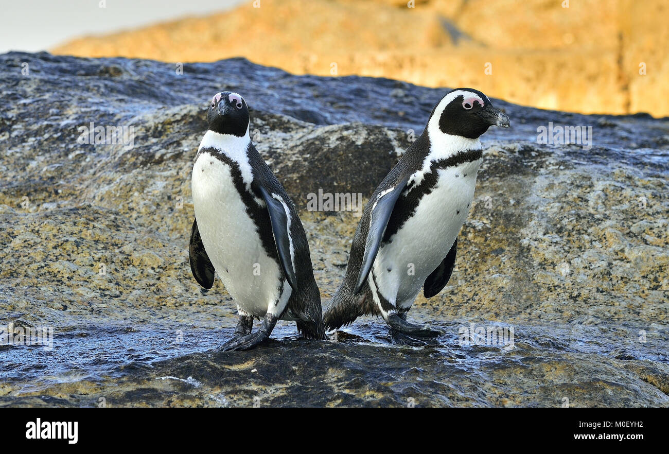 I Penguins africani in riva al mare. I Penguins africani (Spheniscus demersus) sulla Spiaggia Boulders vicino Simons Town sulla Penisola del Capo, in Sud Africa. Foto Stock