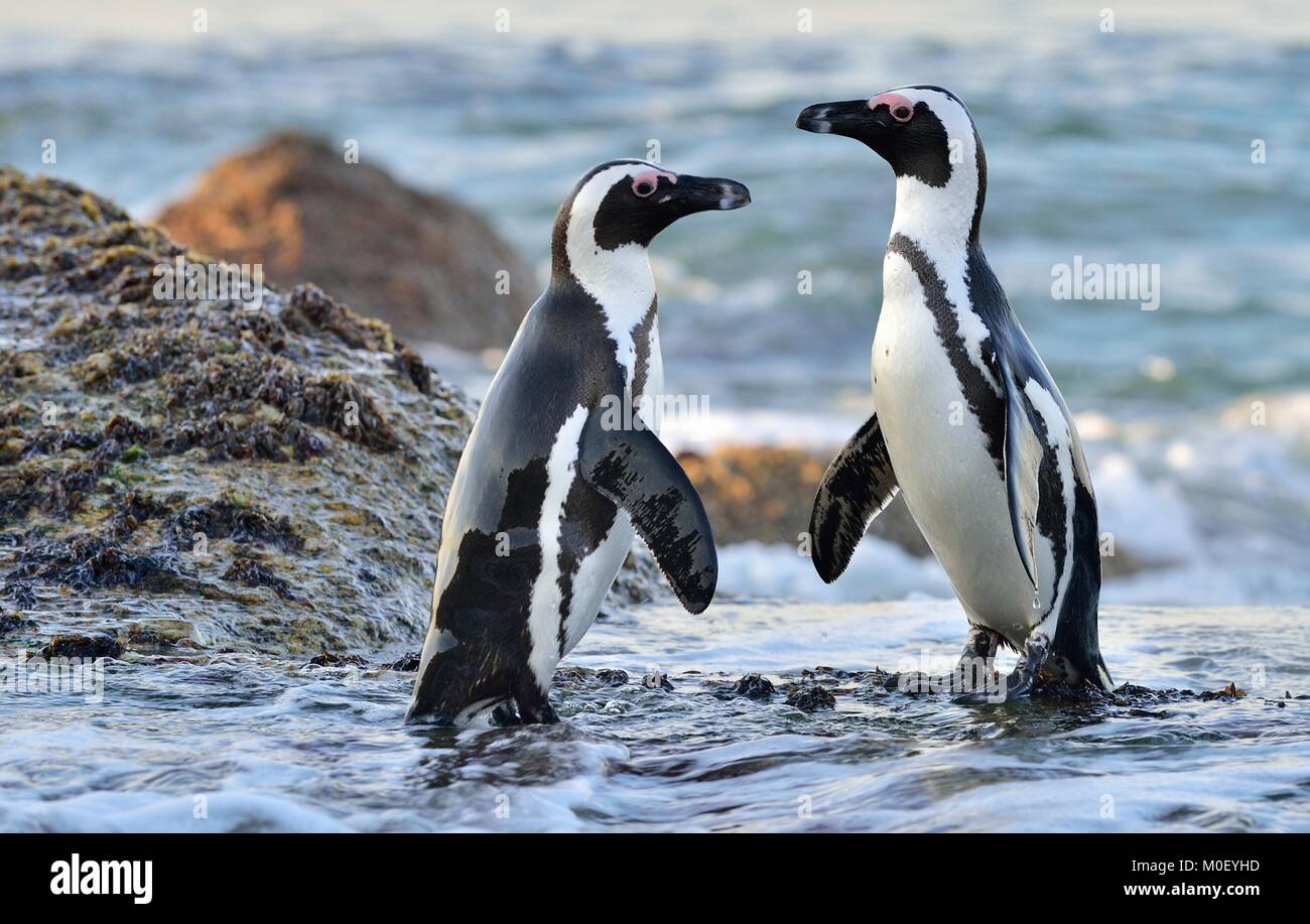 I Penguins africani in riva al mare. I Penguins africani (Spheniscus demersus) sulla Spiaggia Boulders vicino Simons Town sulla Penisola del Capo, in Sud Africa. Foto Stock