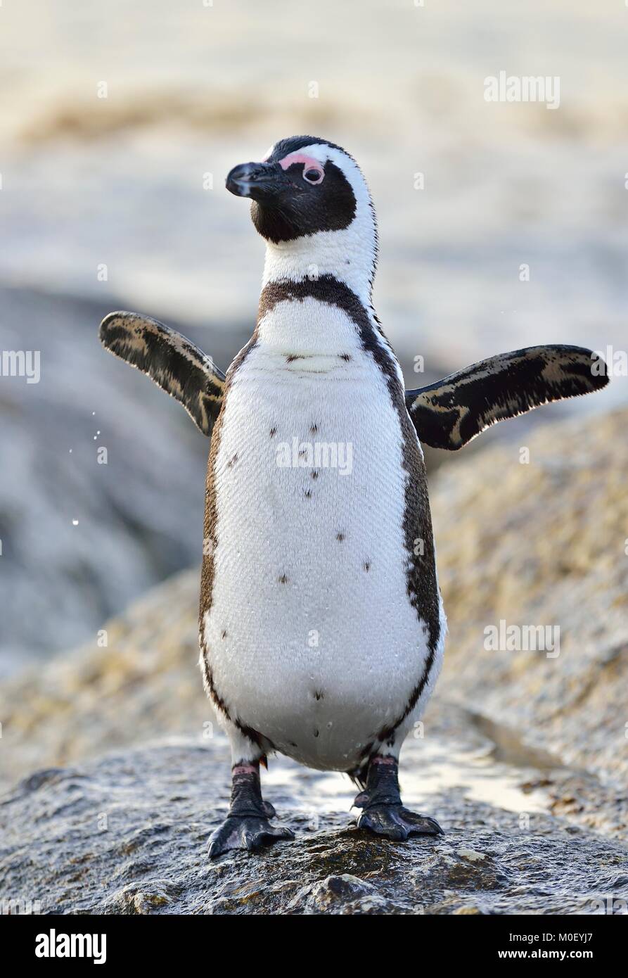 I Penguins africani in riva al mare. I Penguins africani (Spheniscus demersus) sulla Spiaggia Boulders vicino Simons Town sulla Penisola del Capo, in Sud Africa. Foto Stock
