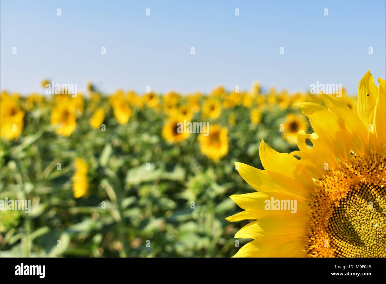 Campo di girasoli Foto Stock