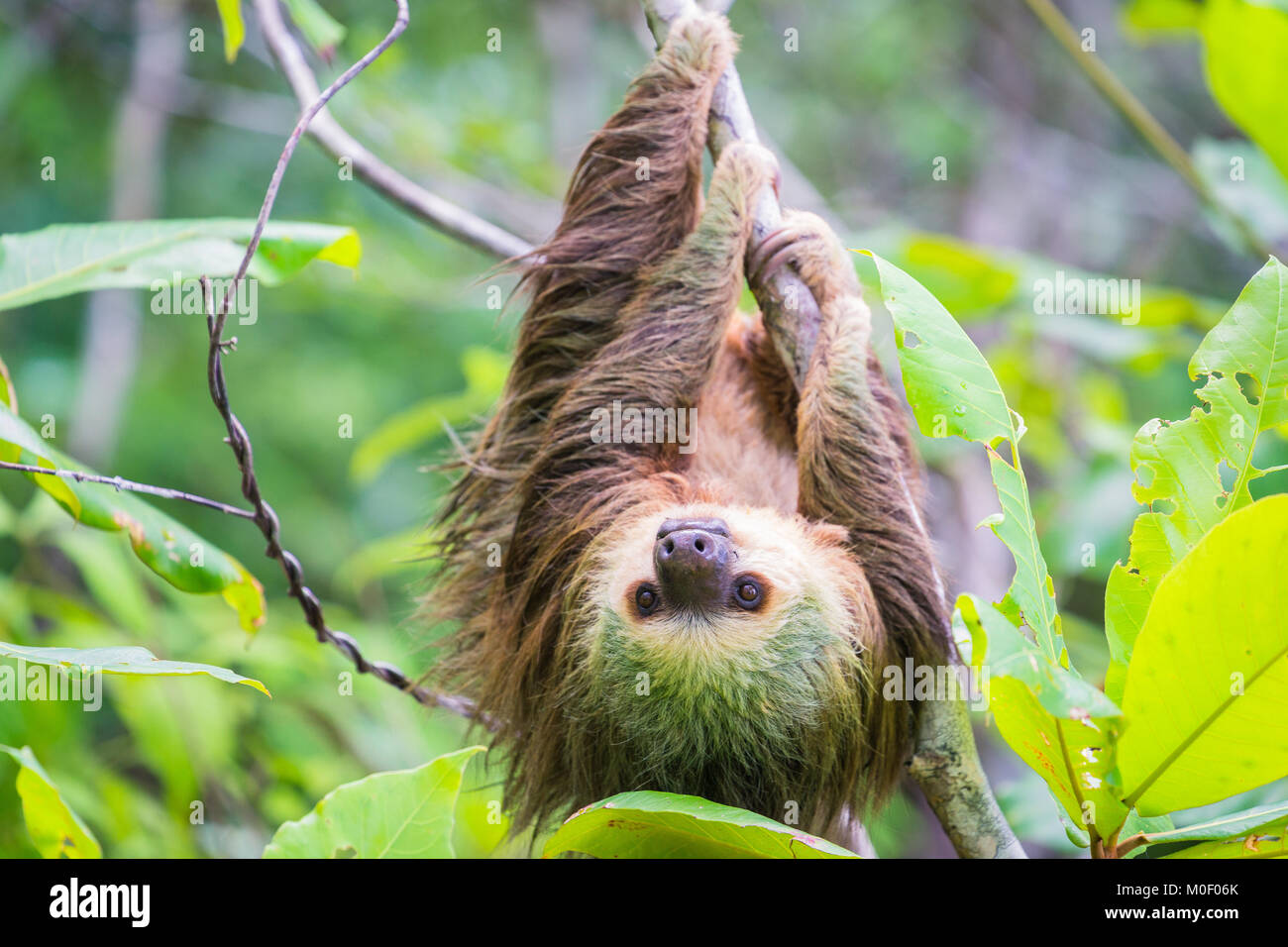 Giovani Hoffmann il bradipo appeso da albero e guardando nella telecamera con giungla verde sfondo, Bocas del Toro, Panama Foto Stock