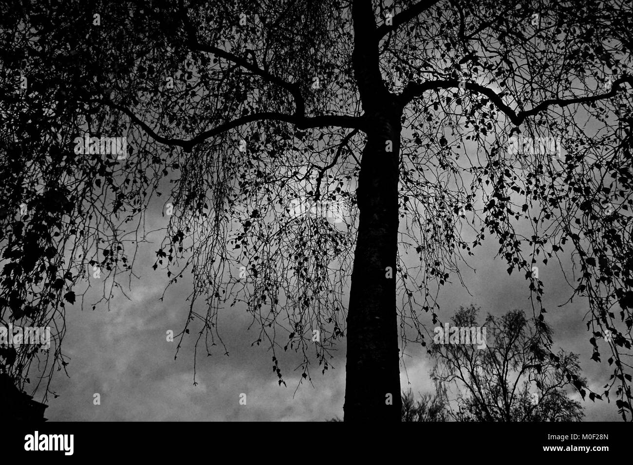 Stagliano Tree Foto Stock