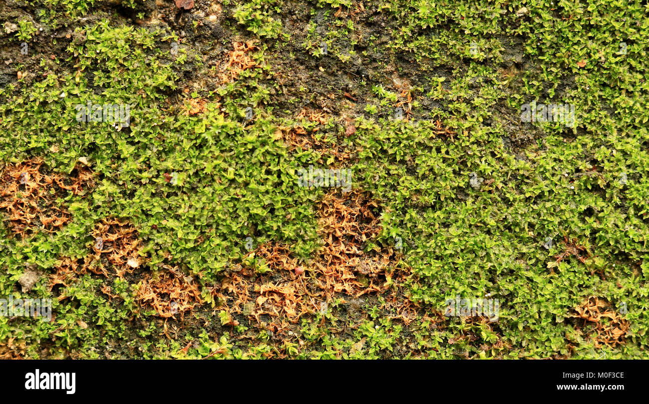 Il muschio verde sul vecchio muro o Moss sulla parete Foto Stock