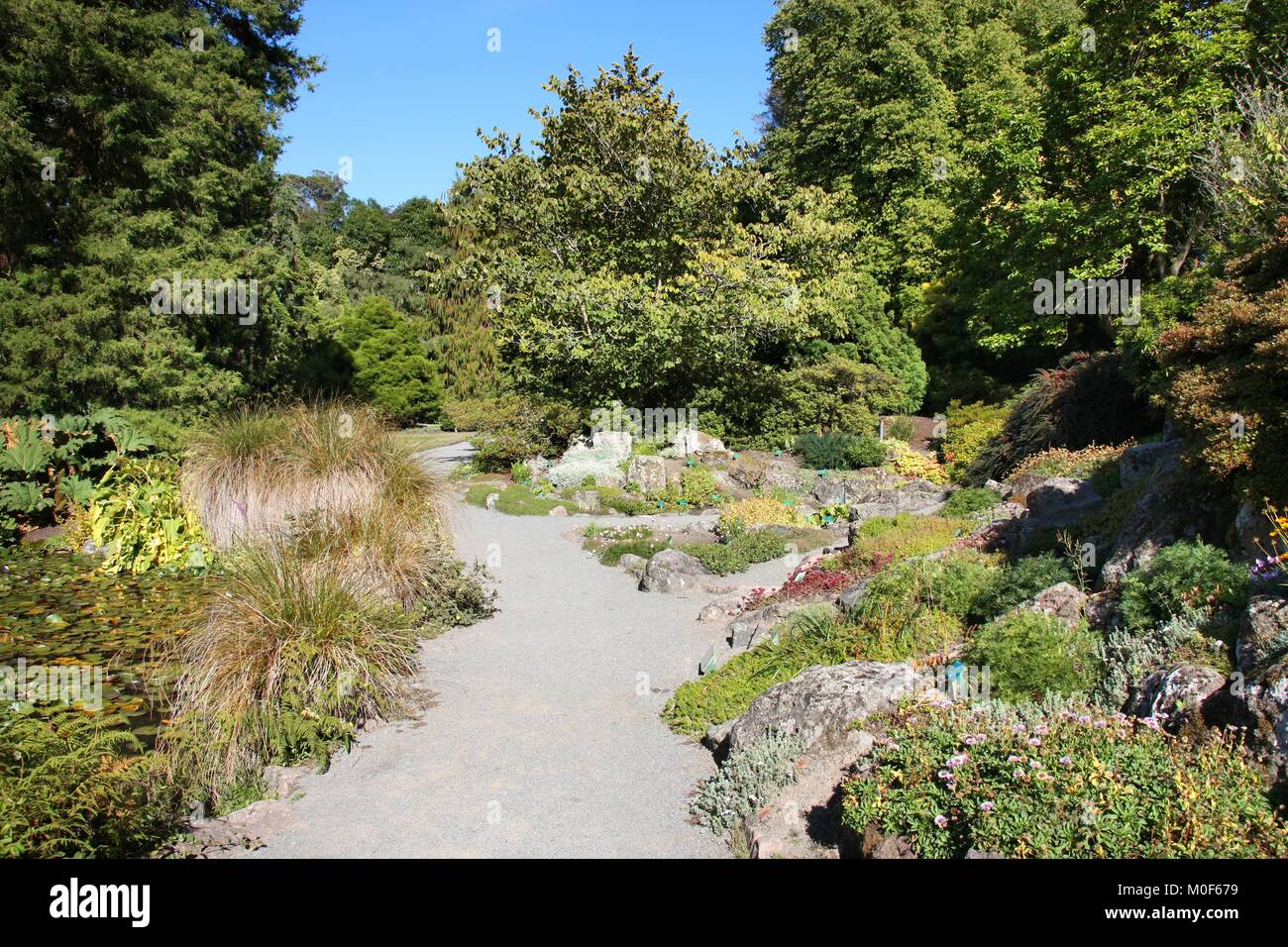 Christchurch Botanic Gardens (Nuova Zelanda). Piante alpine. Foto Stock