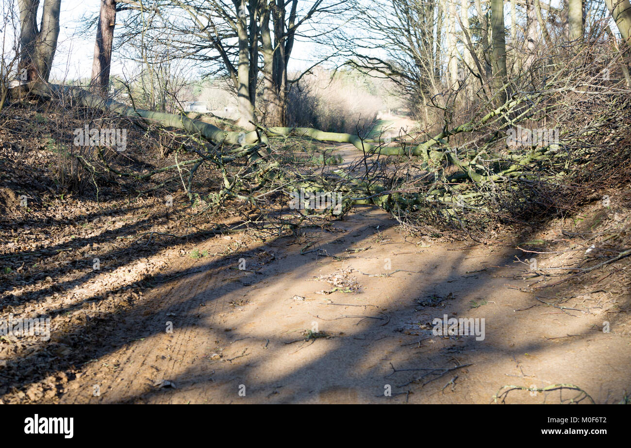 Albero caduto bloccando rurale strada sabbiosa, Sutton, Suffolk, Inghilterra, Regno Unito Foto Stock