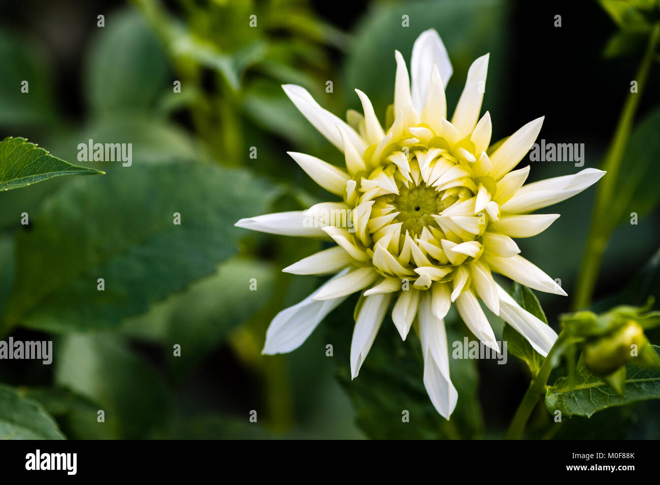 Dahlia Cactus Tall bianco. Il doppio di blumi, fiori ligulati appuntita, con maggioranza revolute (laminata) oltre il cinquanta per cento del loro asse longitudinale, Foto Stock