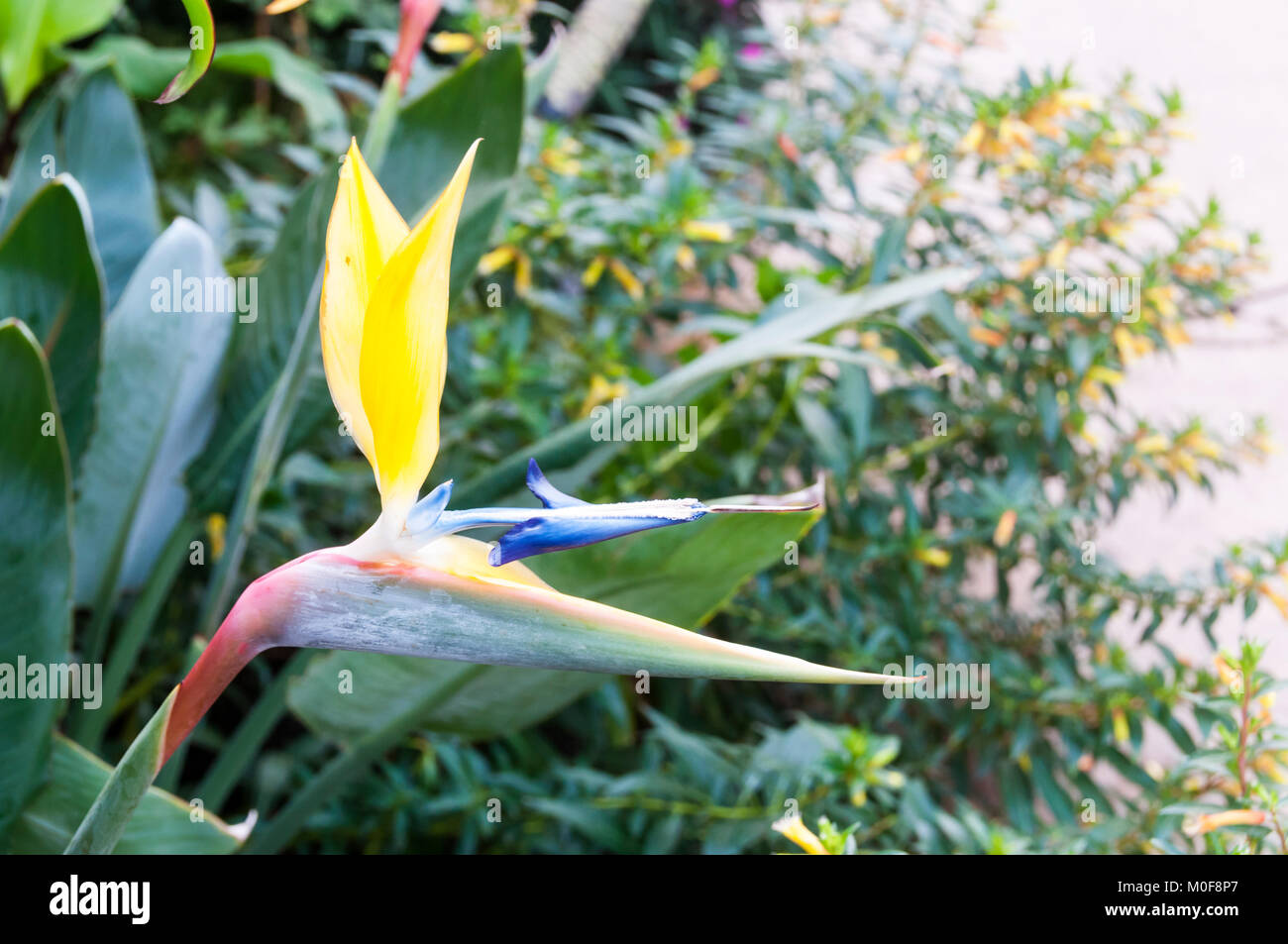 Strelitzia reginae 'Kirstenbosch Oro' Foto Stock