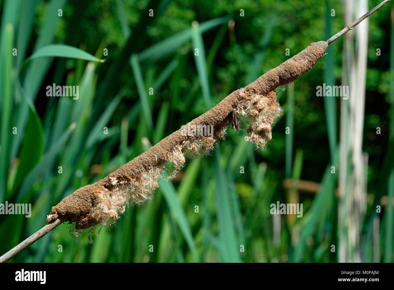 Piccolo bulrush, tifa (Typha angustifolia), Lago di Alviano, oasi WWF, Terni, Umbria, Italia, Foto Stock