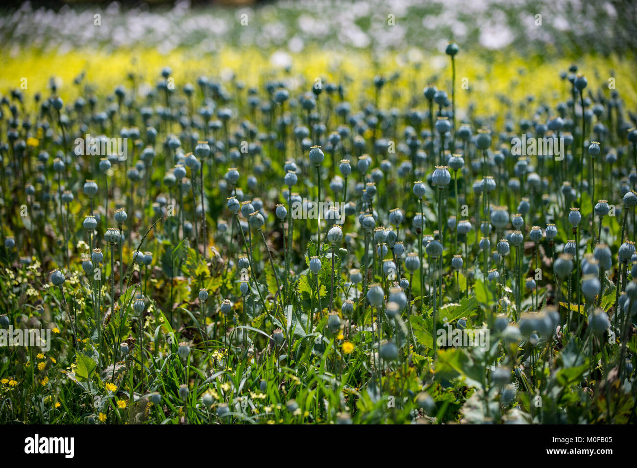 Le aziende agricole in Tasmania producono circa il 50% di tutto il mondo lecito paglia di papavero che è successivamente affinato in oppiacei come la morfina e codeina. Foto Stock