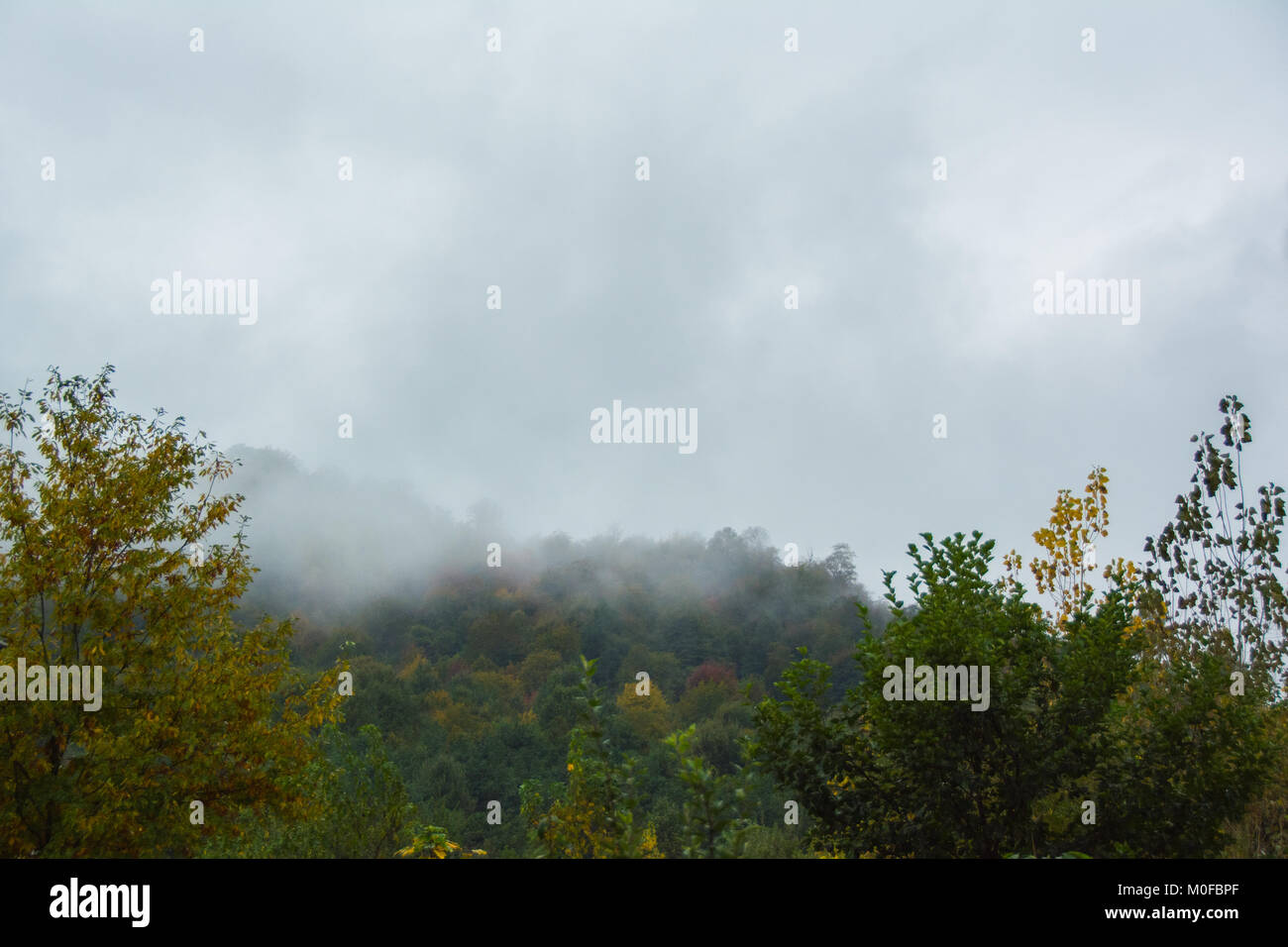 foresta nella nebbia Foto Stock