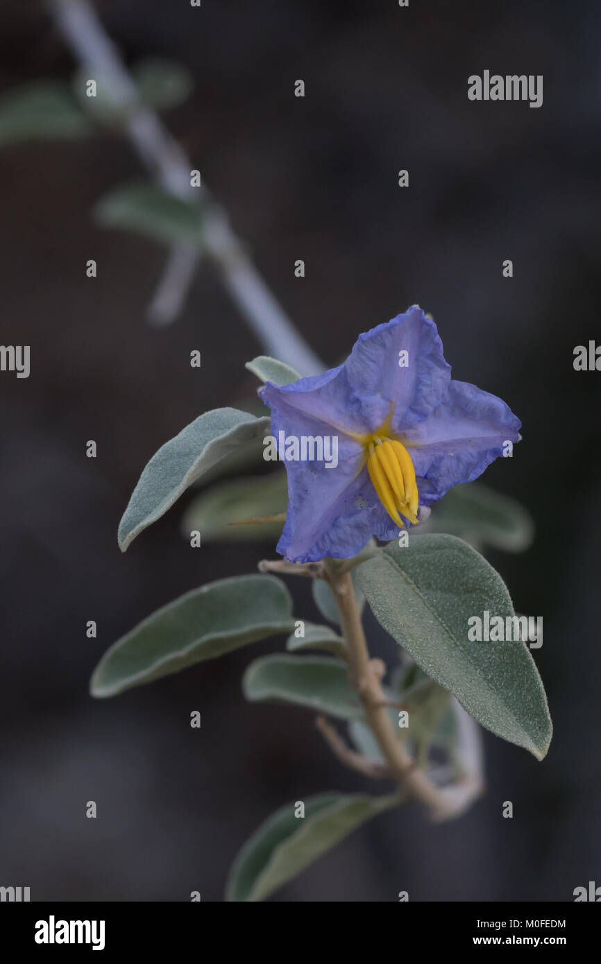 Baja nightshade Solanum hindsianum fiore viola Foto Stock