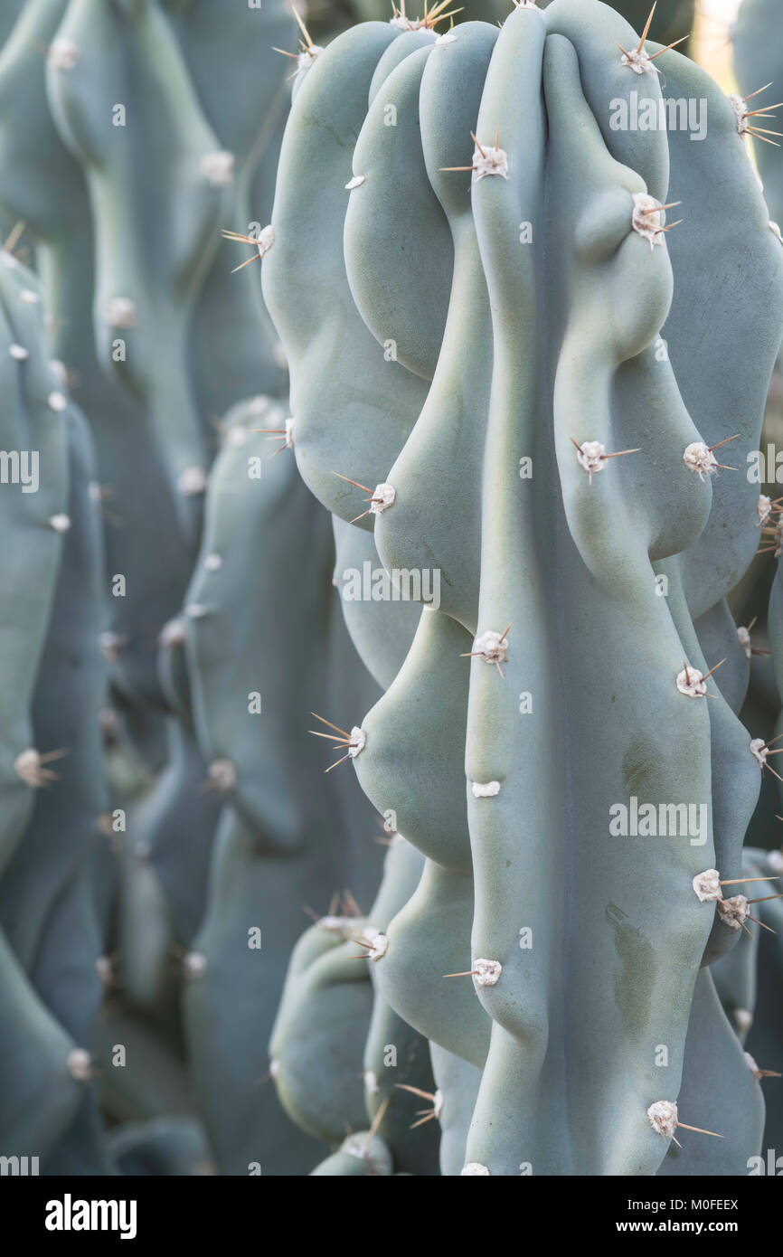 Close up di succulente colonnare in blu il colore verde con aspetto rugoso e spine cereus hildmannianus Foto Stock