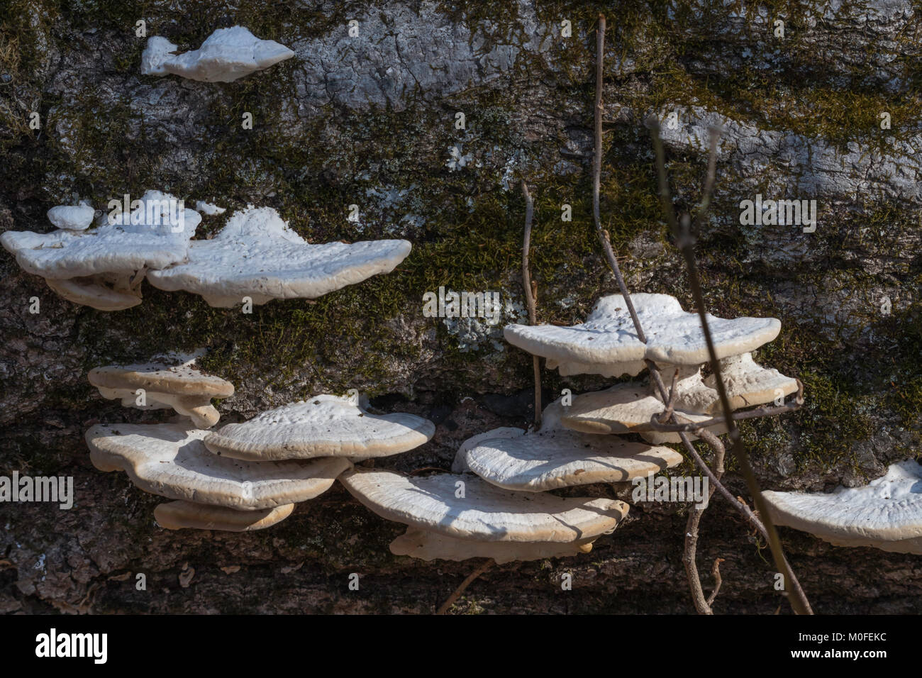 Ripiano fungo su un albero nel bosco in Pennsylvania in gennaio Foto Stock