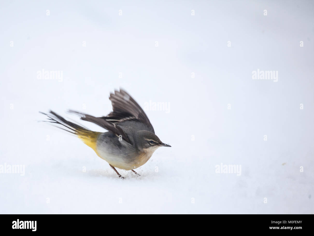 Grigio, Wagtail Motacilla cinerea, in piedi nella neve a Lochwinnoch RSPB riserva, Scotland, Regno Unito. Foto Stock