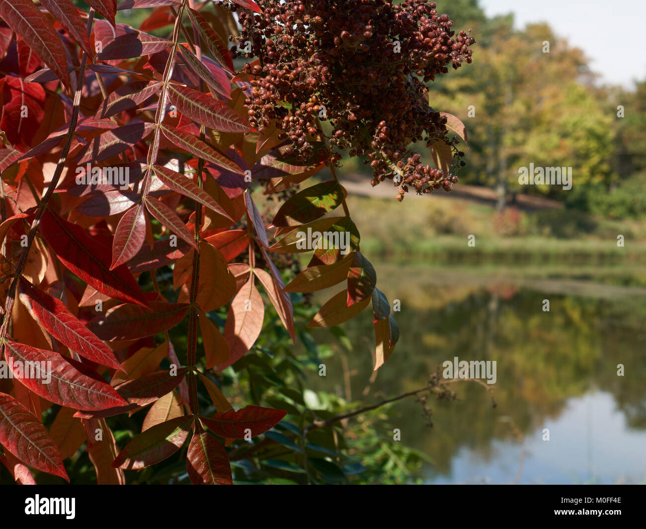 I colori dell'autunno in primo piano con alberi in lontananza, e riflessi nel lago Foto Stock