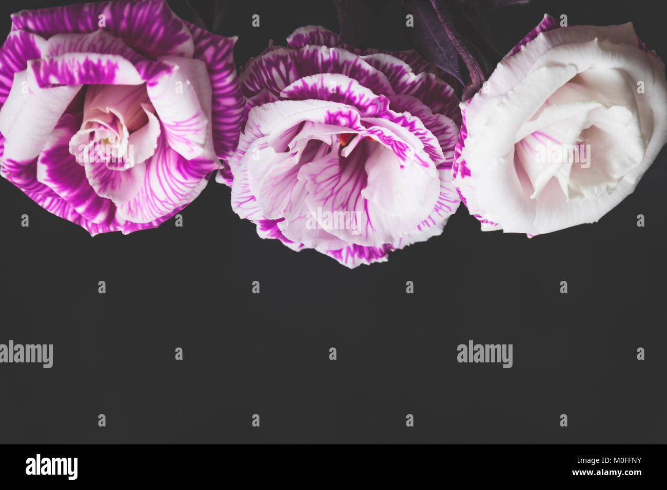 Fiori viola su sfondo scuro. Cornice di fiori con copia spazio. La festa della mamma, San Valentino o Womens giorno concept Foto Stock