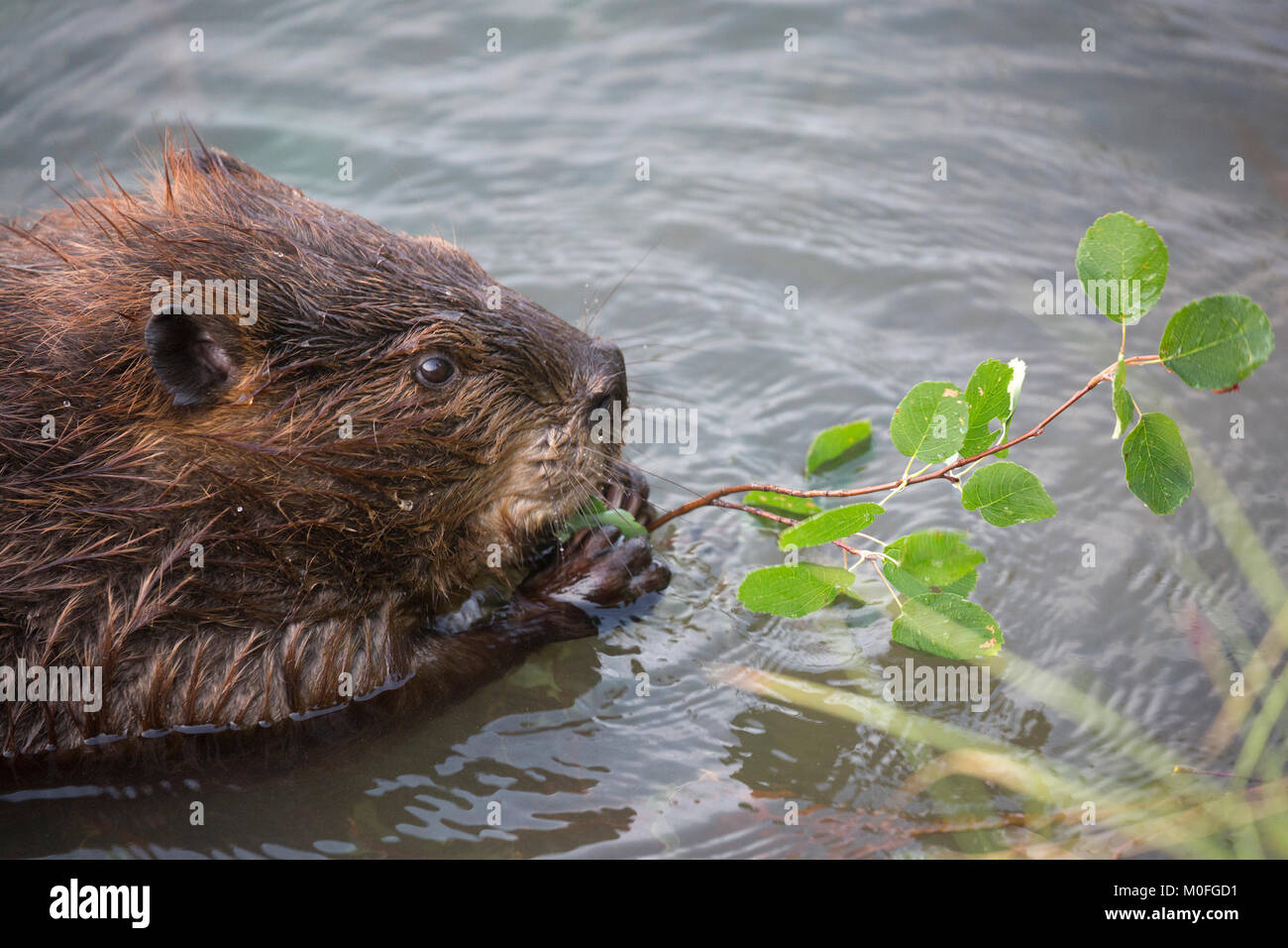 Beaver (Castor canadensis) che tiene il ramo di Saskatoon (Amelanchier alnifolia) con le zampe mentre si nutrono sulle foglie Foto Stock