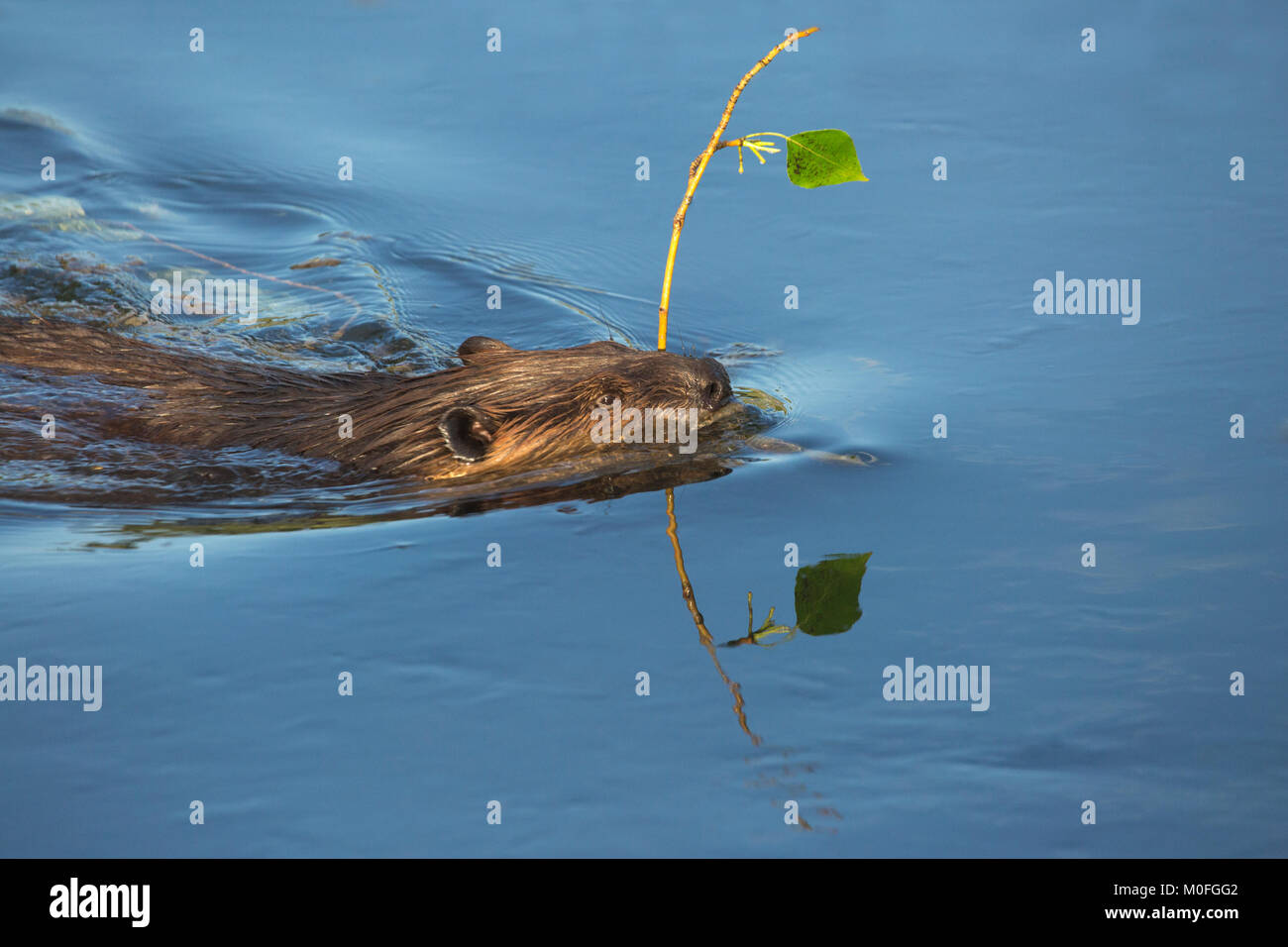 Beaver (Castor canadensis) nuoto attraverso l'acqua del laghetto, portando Balsam ramo di pioppo (Populus balsamifera) in bocca, Canada Foto Stock