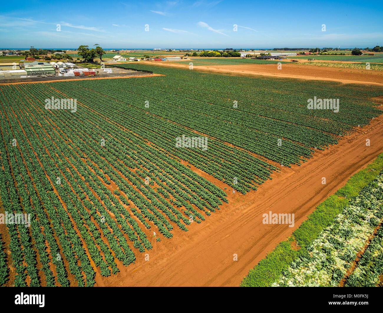 Vista aerea di ranghi di prodotti verdi sulla luminosa giornata estiva - agricoltura in Australia Foto Stock