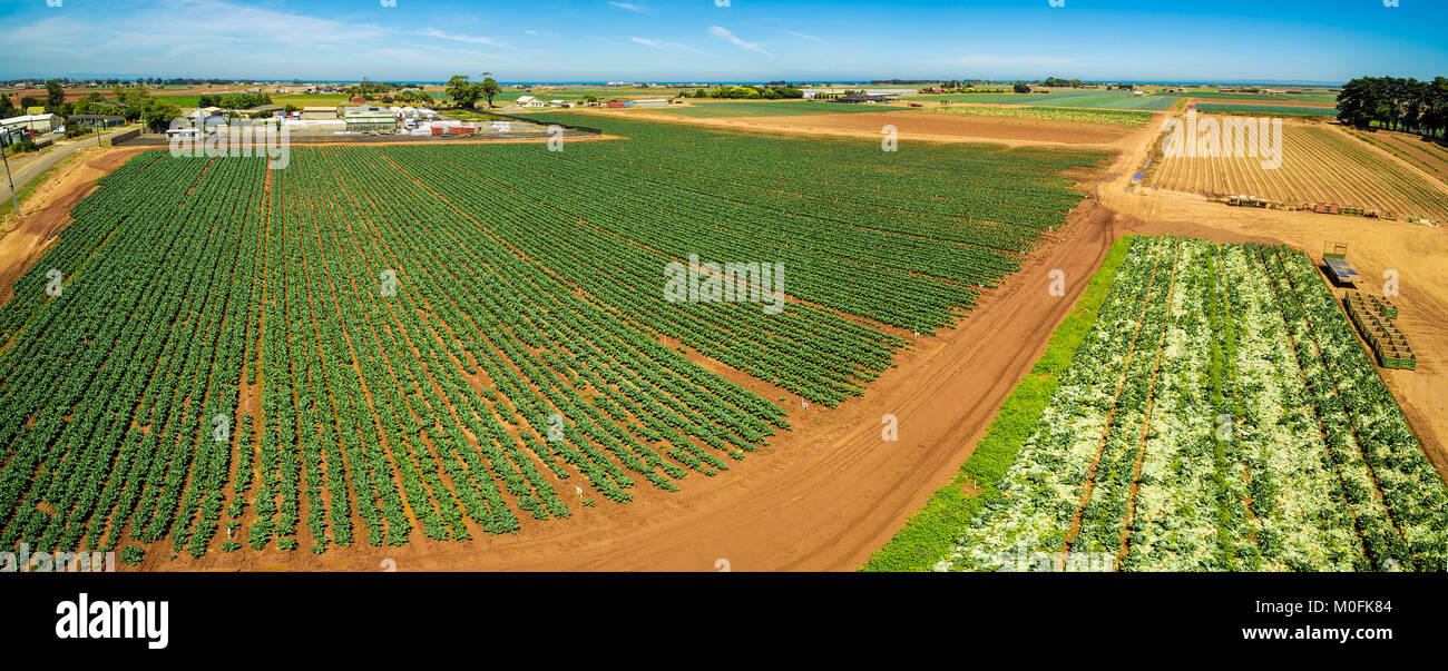 Antenna paesaggio panoramico di ranghi di prodotti verdi sulla luminosa giornata estiva - agricoltura in Australia Foto Stock