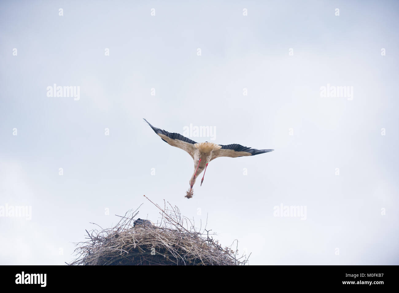 Flying stork avvicinando il nido con materiali da costruzione Foto Stock