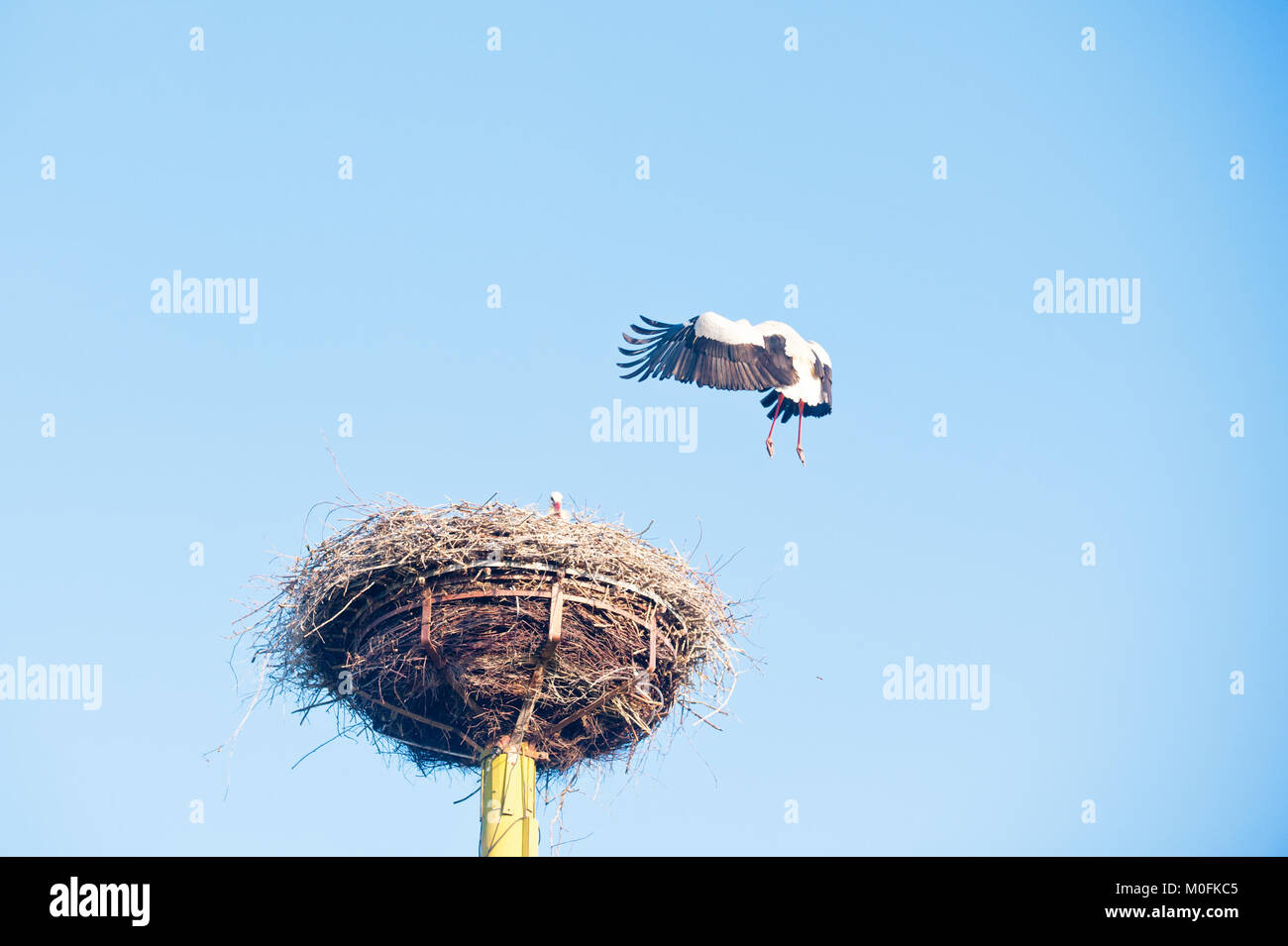 Flying stork di avvicinamento e di atterraggio nel nido Foto Stock