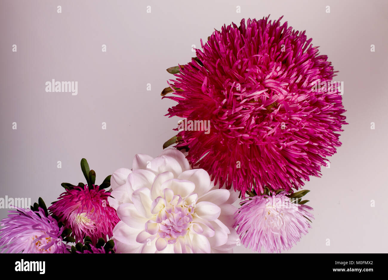 Background creativo con crisantemo e dalia fiori. Bordo floreale piatto  concetto laici Foto stock - Alamy