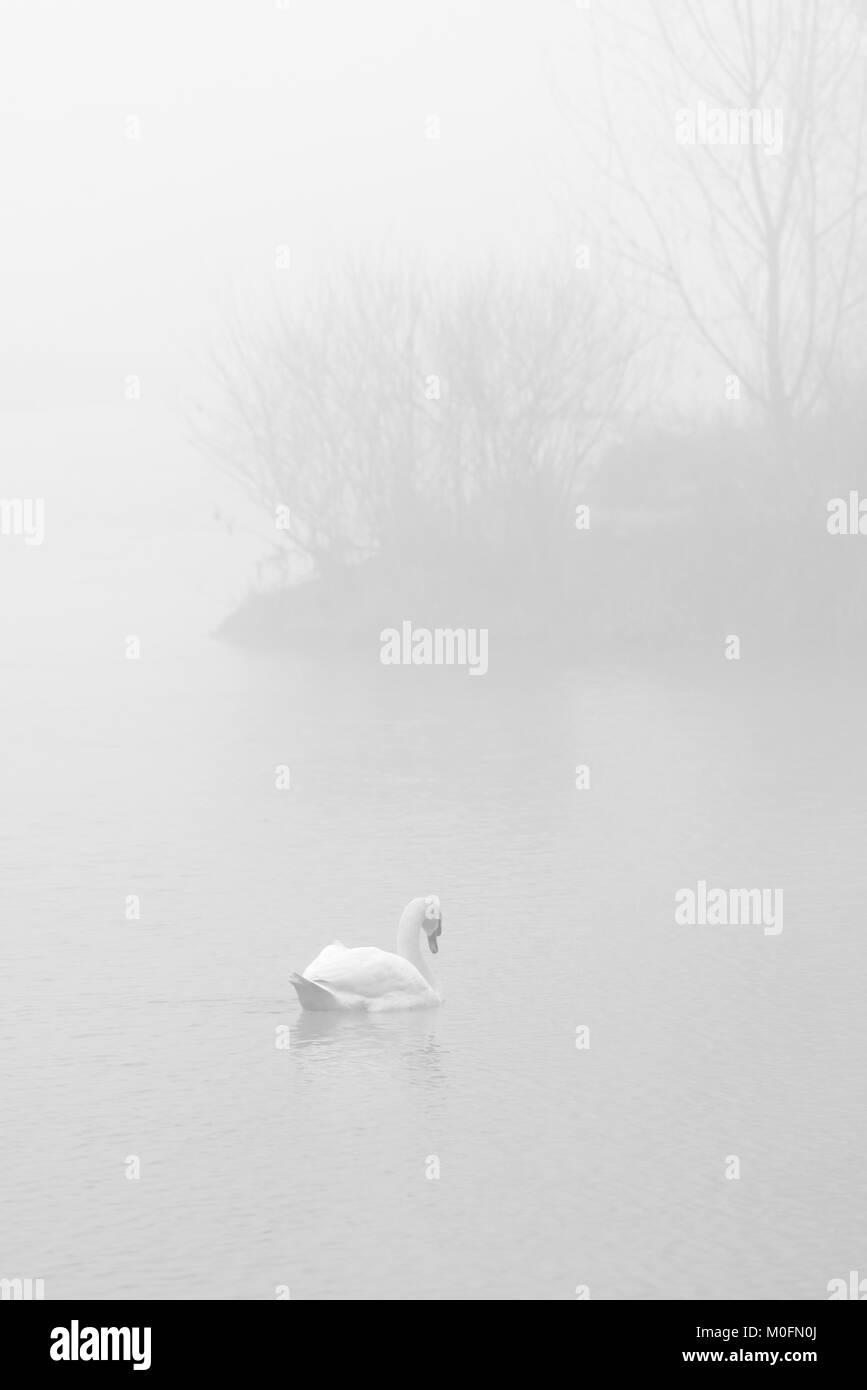 Swan Cygnus nella nebbia verso un futuro ignoto destino Foto Stock
