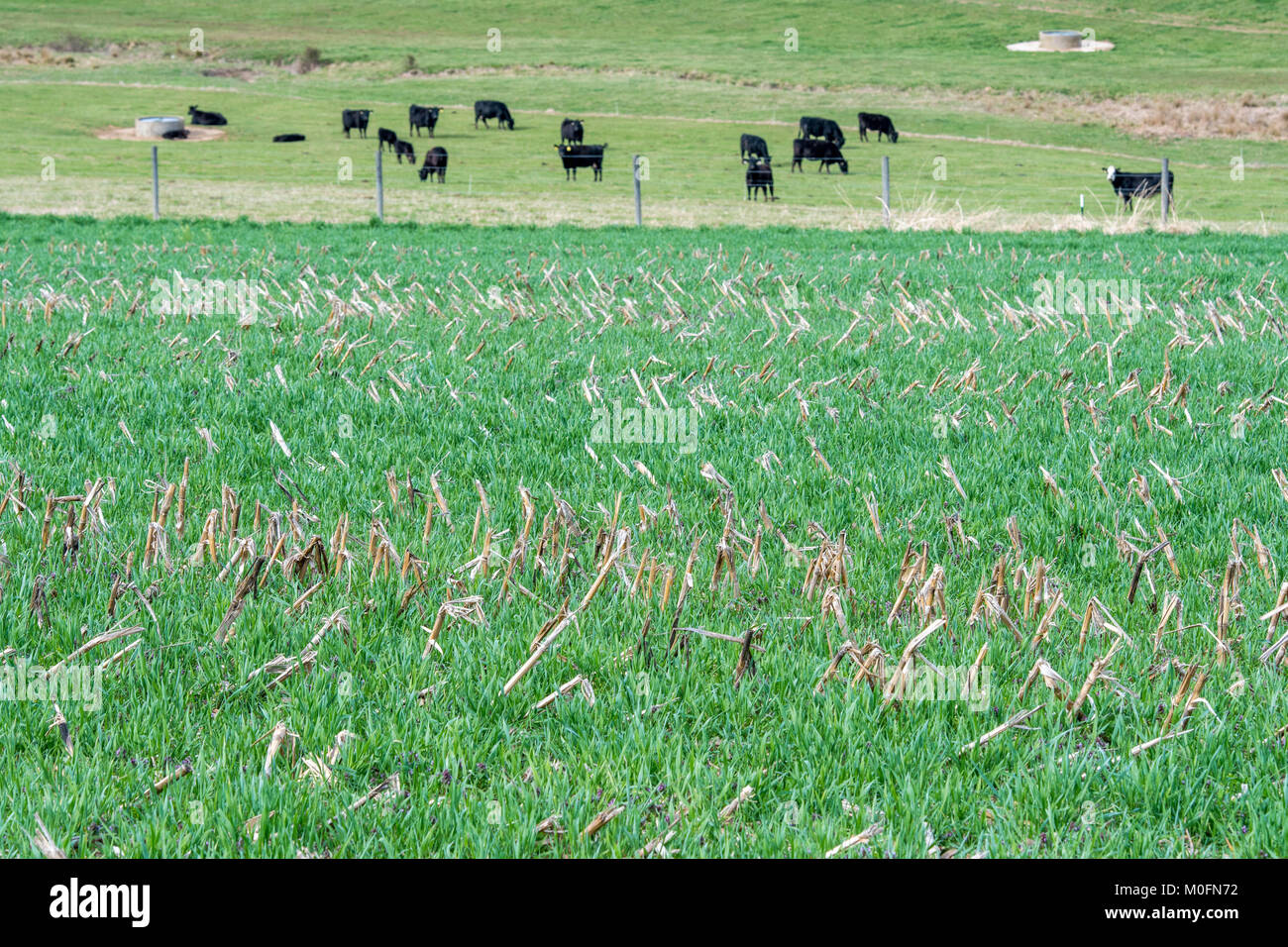 Colture di copertura germoglio nel campo con il pascolo di bestiame dietro di esso sul Baltimore County farm. Foto Stock
