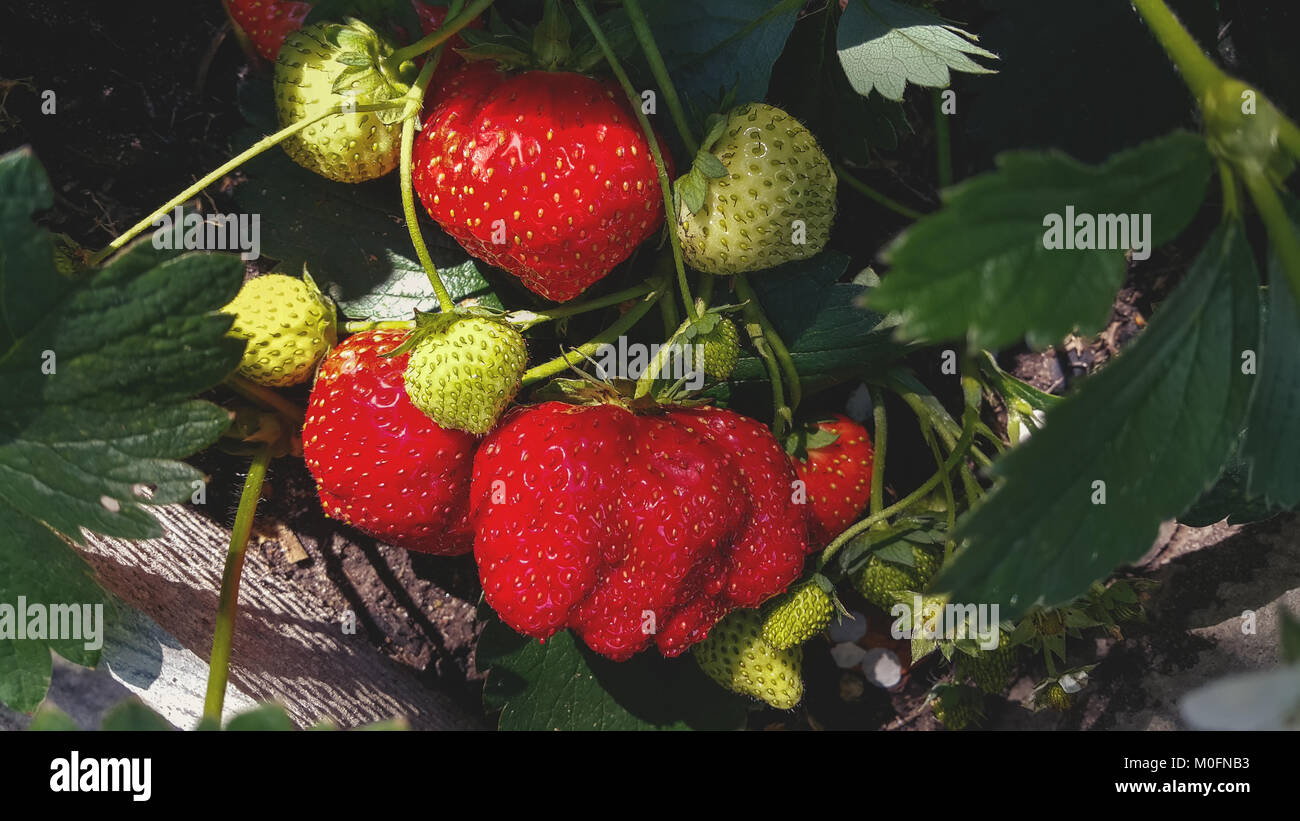 Il raccolto di ripe rosso fragole in un giardino urbano. Un telaio orizzontale. Foto Stock