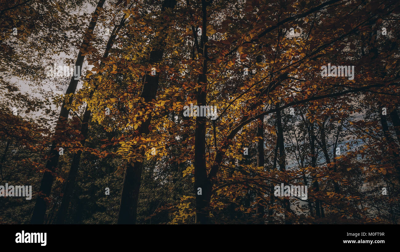 Questa è una foto nel pomeriggio il 2 novembre, ho visto la possibilità di sparare perché i colori miscelati bene e ha dimostrato cadere molto bene. Foto Stock