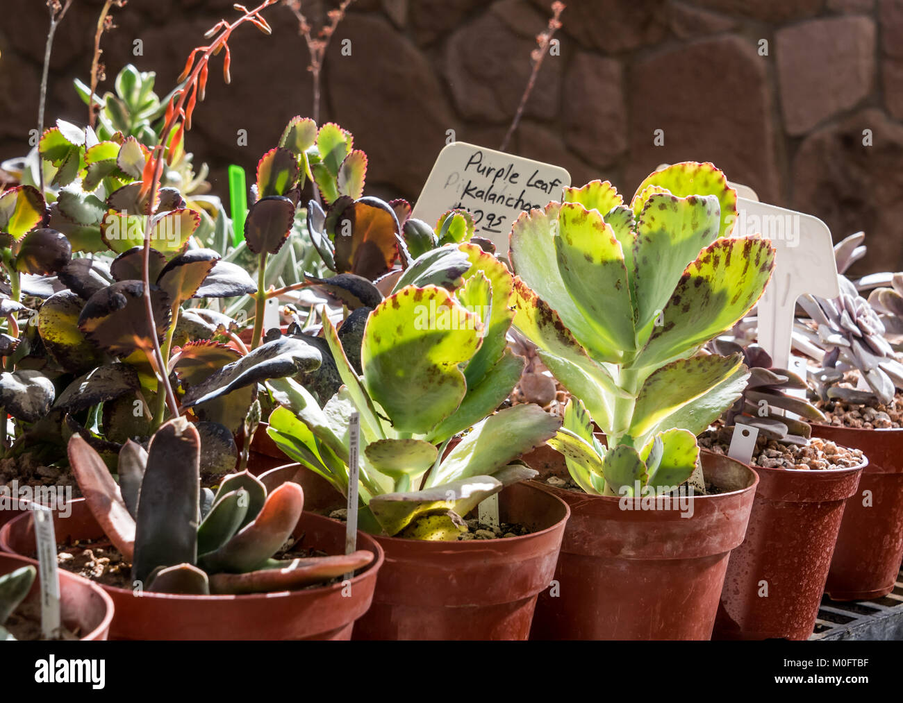 Più Succulentsand cactus in vasi in vendita su giardino vendita Foto Stock