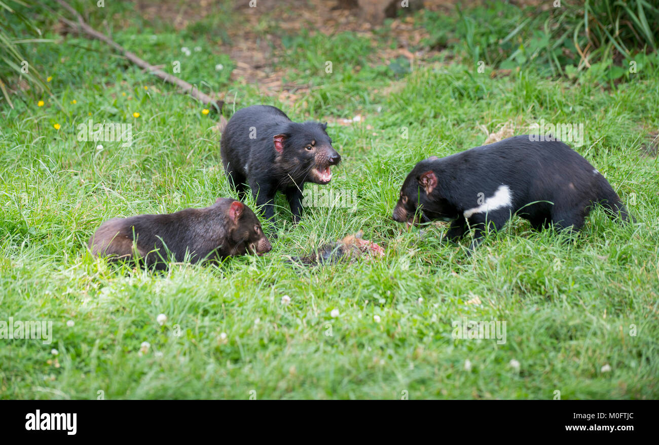 Diavoli della Tasmania nel nord-ovest della Tasmania. Il mangiare è un evento sociale per il diavolo della Tasmania e gruppi da 2 a 5 sono comuni. Foto Stock