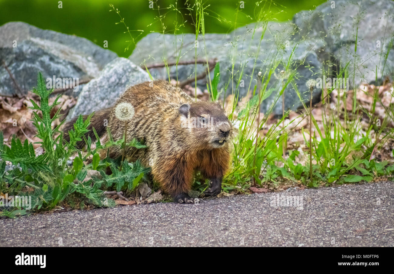 groundhog in un parco Foto Stock