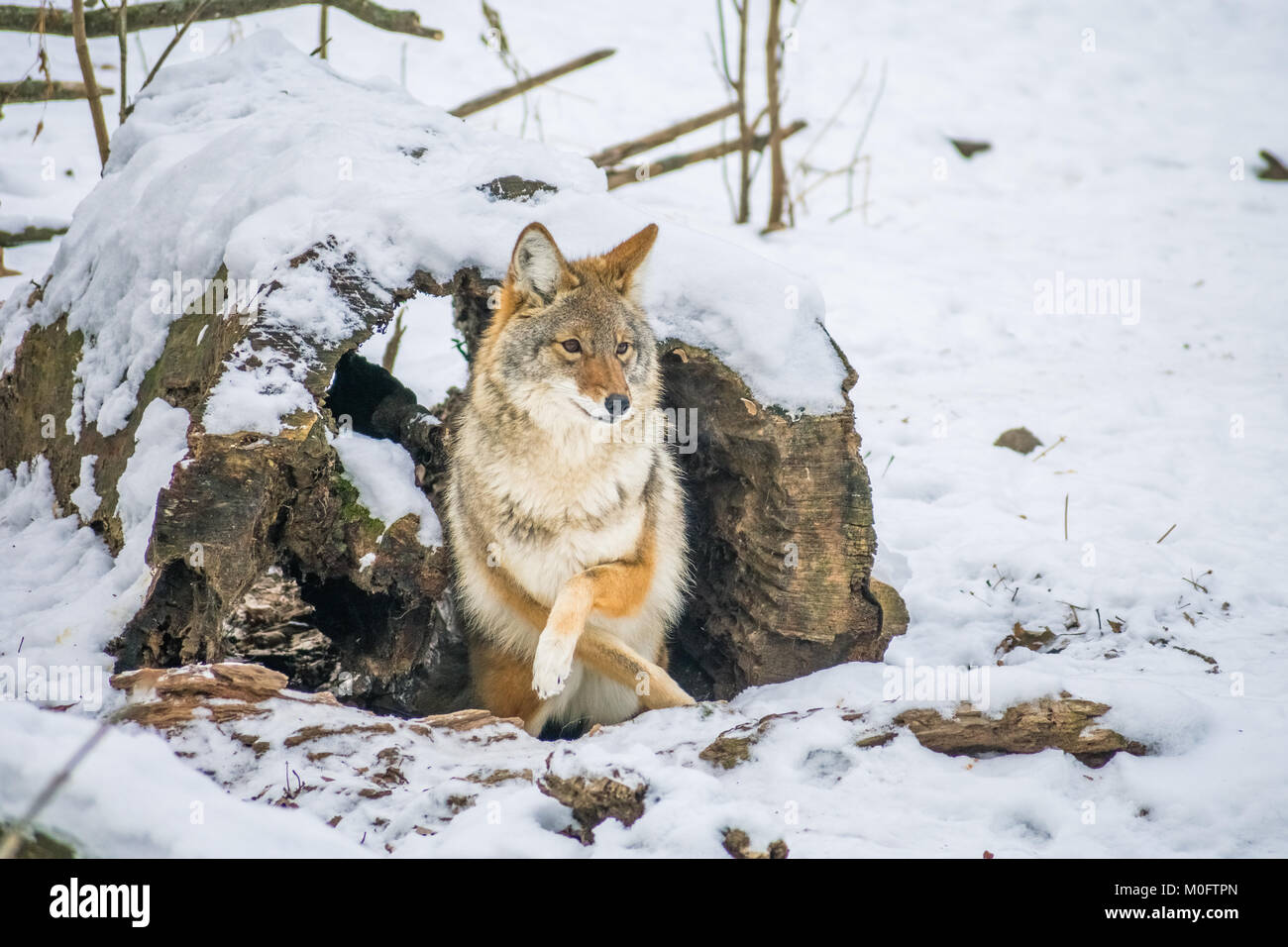 coyote annoiato che riposa nella neve Foto Stock