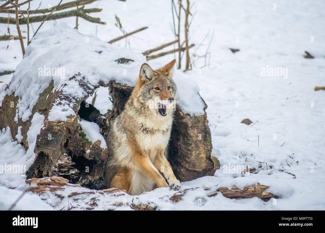 coyote sbadiglia mentre sei seduto sulla neve Foto Stock